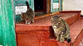 Feral kittens on the street / Deaf cat Alice