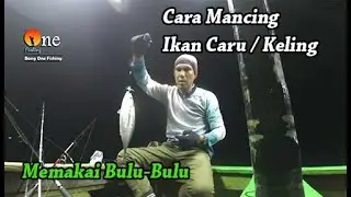 Cara Mancing Ikan Caru - Ikan Keling - memakai umpan bulu | Cara Memainkan pancing bulu / kotrekan