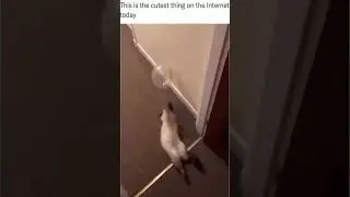 How to Entertain Your Cat with a New Toy! 😹