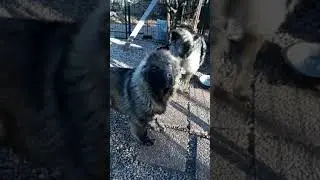 Nadia, Yakut and Yulduz
