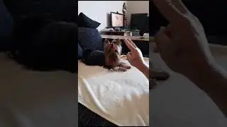 МИКИ УЧИТСЯ СЧИТАТЬ!