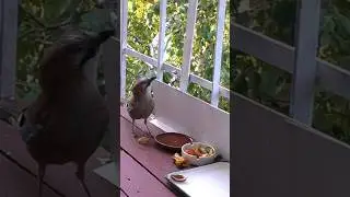 Сойка /животные и птицы нашего балкона