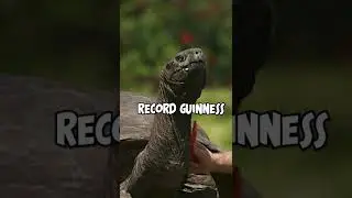 El ANIMAL MÁS VIEJO del MUNDO | Tortuga Jonathan 