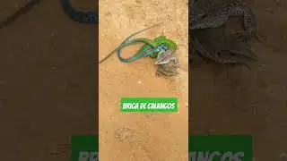 briga de calango terminar em morte assusta até o final