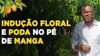 COMO FAZER INDUÇÃO FLORAL E PODAS NO PÉ DE MANGA