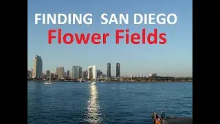Flower Fields of Carlsbad Finding San Diego