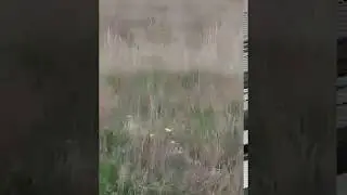 Медведь возле Кулана