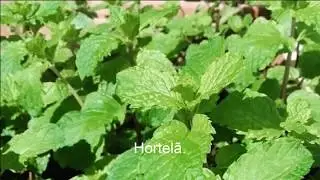 FOTOS DE PLANTAS COM NOMES - REGISTROS DO JARDIM