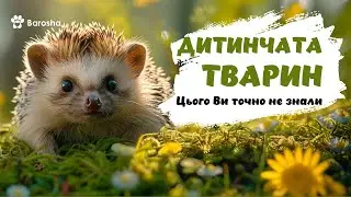 💖 10 Наймиліших дитинчат тварин 💖 Цього Ви точно не знали💖