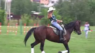 At the equestrian festival the stallion of the American trotting breed
