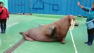 THICC walrus compilation