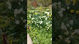Миллионы роз Сателлит 💚❤