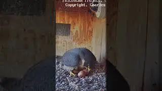 Diamond wstawaj śniadanie 😏