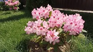 Уход за рододендронами. Что делать с рододендронами, азалиями когда они отцветают (06.06.202)