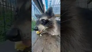 Джони так сладко чавкает ☺️