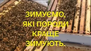 Зимуємо, які породи краще зимують. 