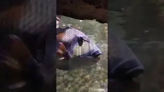 Fish with teeth