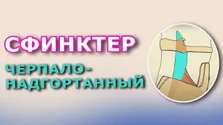 Сфинктер черпало-надгортанный