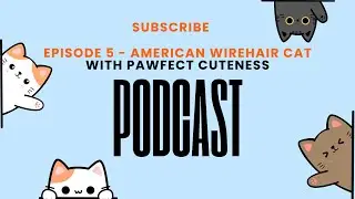 Episode 5 - American Wirehair Cat Breed Profile and Characteristics