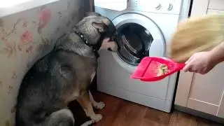 Собаке стыдно