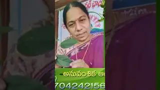 ఈ మొక్క సొరియాసిస్ కి నేచురల్ మెడిసిన్☝️