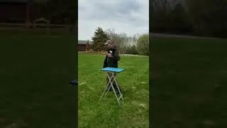 African pied crow training