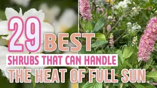 29 Best Shrubs That Can Handle the Heat of Full Sun