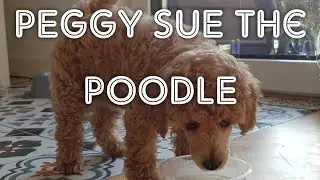 WE ARE BUYING A MINIATURE POODLE - a visit to the breeder