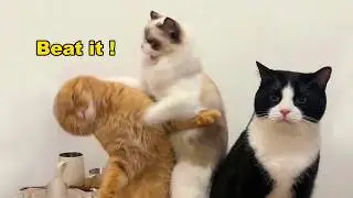 These Cats Speak English Better Than Hooman!