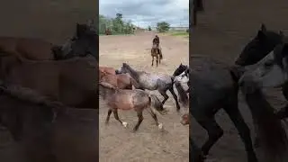 ЭКСКЛЮЗИВ 10. СОВЕТ МОЛОДЫМ #horse #айгыр #жылқылар #жылқы #асау #атбеги #жабағы #казак #казахстан