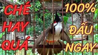 Luyện chào mào hót căng lửa, QUÁ HAY - CHÉ KÍCH BỔI CĂNG ĐÉT, Cách luyện chào mào hót sáng, chao mao