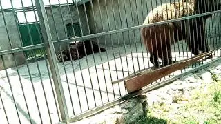 Зоопарк в Васильковке. Медведи.