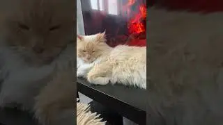 Живу как бомж с этими упырями  😺 