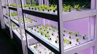 Indoor Hydroponics Daily Visual Inspection (Part 3)