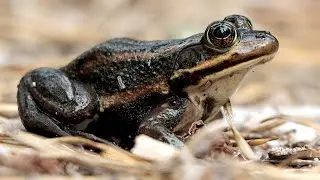 Carpenter Frog Video