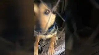 радость собаки хозяину с утра