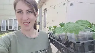 Наша жизнь в селе \ Натворила делов \ Пришлось звать на помощь \ Ждём переезда \ Огород пополняется