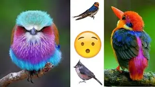 -En güzel kuşlar -En güzel 9 Kuş -En güzel çekilmil kuş fotoğrafları