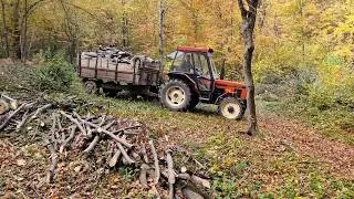 Zetor 5245 - Vožnja drva: zrela jesen u šumi!