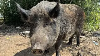 FEEDING My 400 POUND Wild Hog RICKY BOBBY