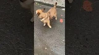 Это любовь 🦮 