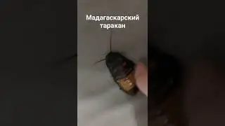 мадагаскарский таракан