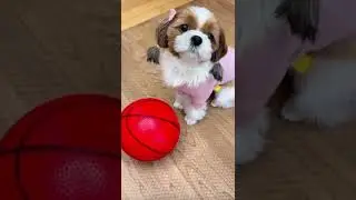 Cute and Funny Shih Tzu Dog 😂🐶🏀👏