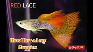 guppy breeding