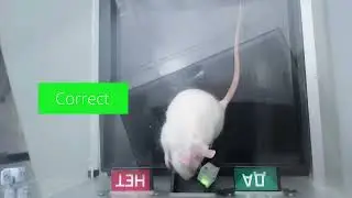 Pythia — the World’s first Rat Connected to AI
