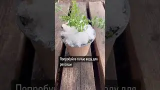 Попробуйте талую воду для рассады