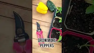 You’ll always need more pepper powder #gardening #spicyfood #farmlife