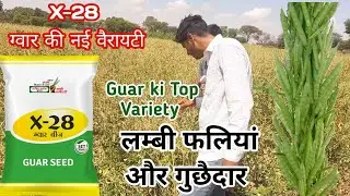 ग्वार की टॉप वैरायटी X-28👍 ग्वार बीज की नई क़िस्म 👍 पहली बार किसान भाई ने लगाया देखें कैसा है ग्वार