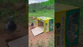 Wow Amazing Pigeon Bird Trap. #shortvideo #birds #animaltrap
