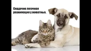 Сердечно легочная реанимация у животных